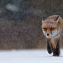Fox in heavy weather