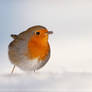 Robin in a white world