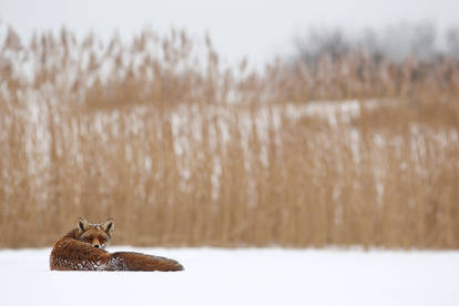 The Watcher in the Reed