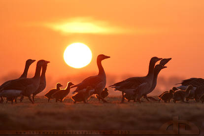 Early Morning Gosling March