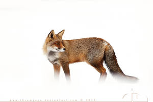 Red Fox, White World