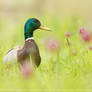 Romantic Mallard