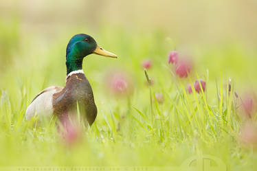 Romantic Mallard