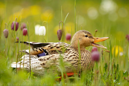 Mrs Duck and the Chess Flowers