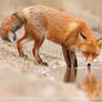 Fox Reflections