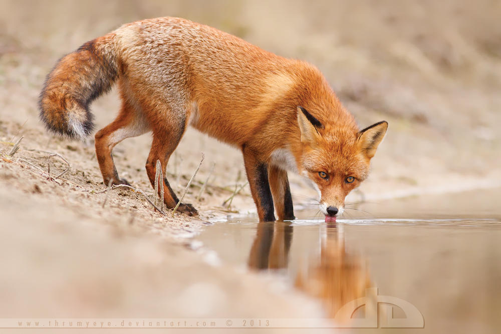 Fox Reflections by thrumyeye