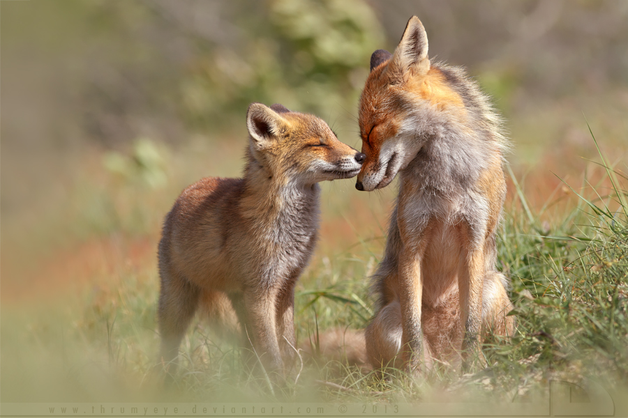 Fox Felicity by thrumyeye