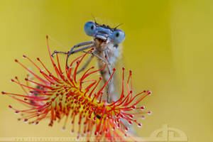 The Sundew and the Damselfly