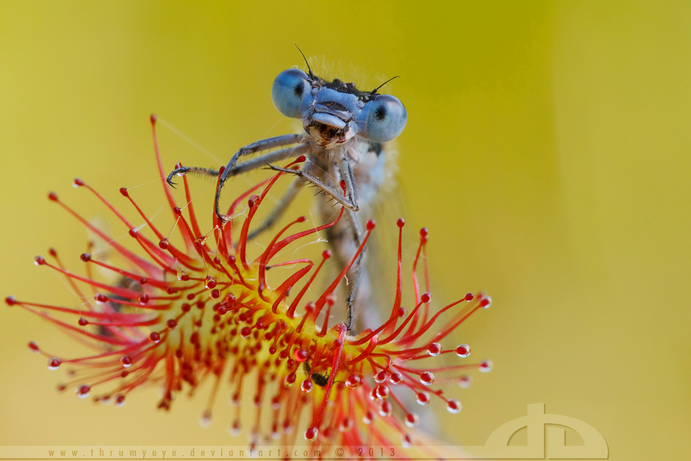 The Sundew and the Damselfly