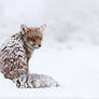 Foxinthesnow