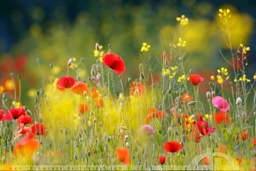 United Colours of Summer