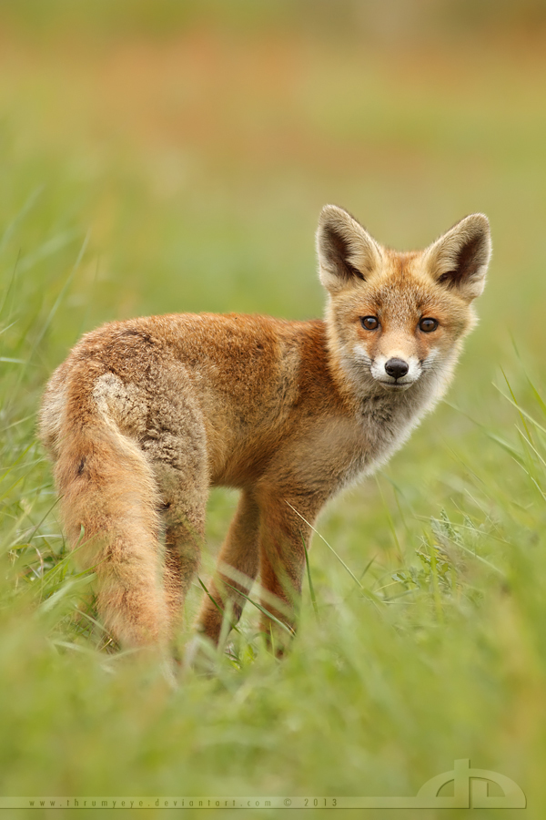 Cute Fox Kit