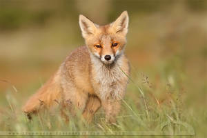 Young curious fox kit