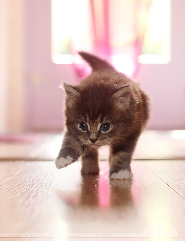 Kitty in Pink