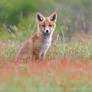 Cute Fox Kit in a Sorrel Field