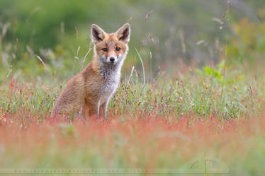 Cute Fox Kit in a Sorrel Field