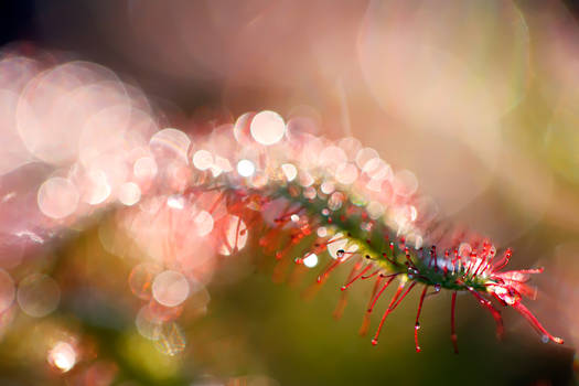 Drosera