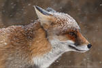 Red fox in the snow by thrumyeye