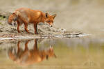 Fox Reflections by thrumyeye