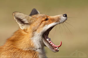 Yawning Fox