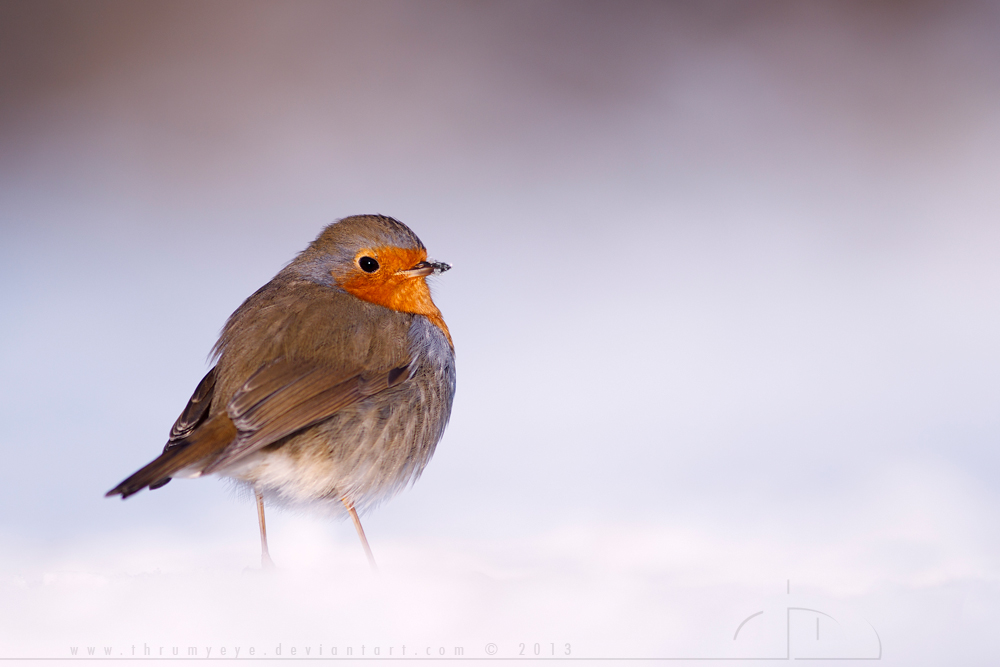 Icecold Robin