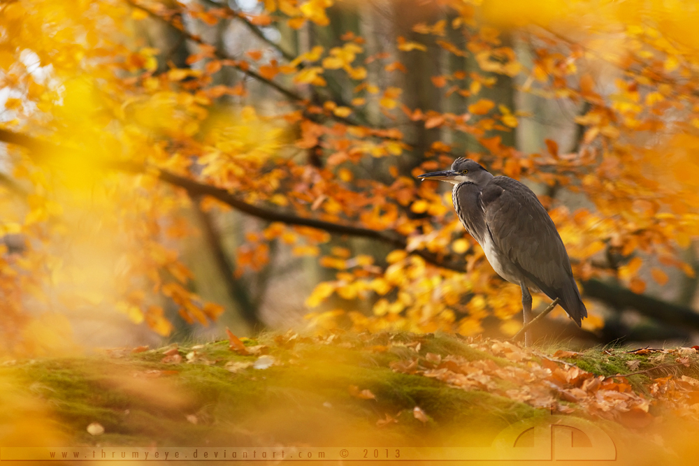 Grey Heron, yellow autumn