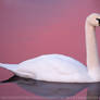 Pink Swan