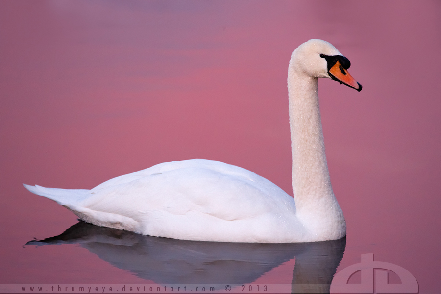 Pink Swan