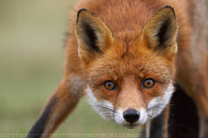 Scaredy Fox