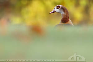 Egyptian Goose