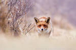 Red fox and Purple Pastels by thrumyeye
