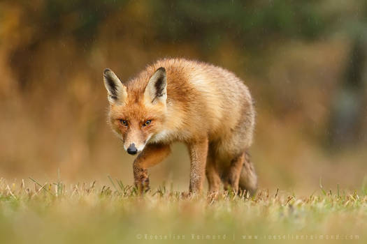 Stealthy Fox