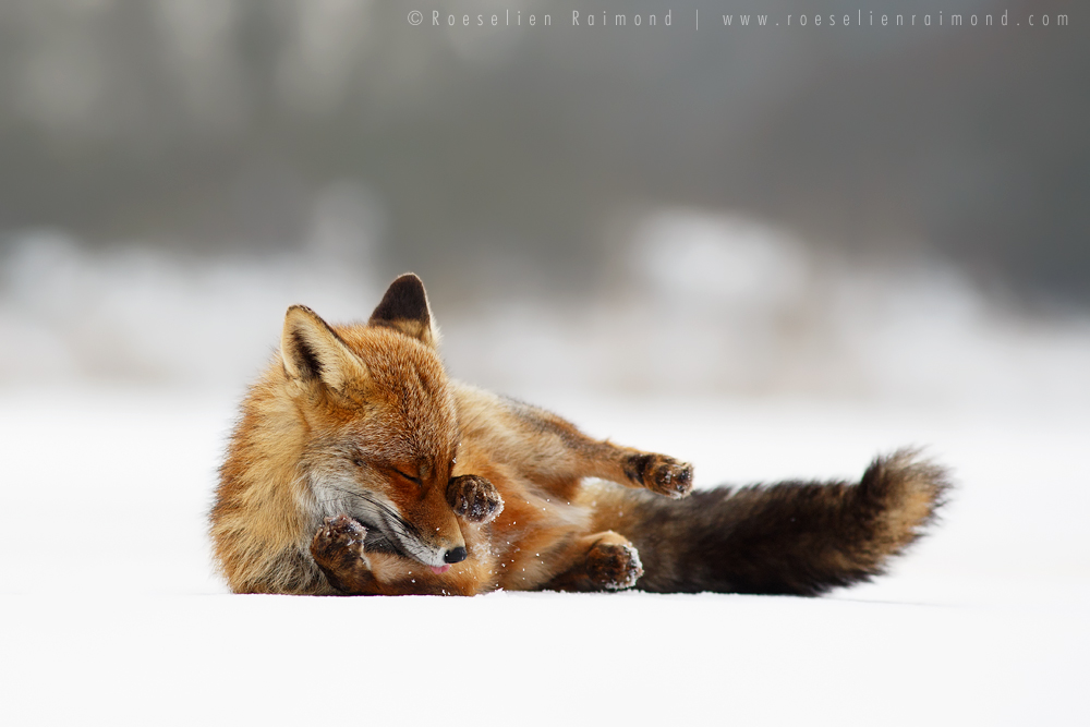 Comfortably Fox