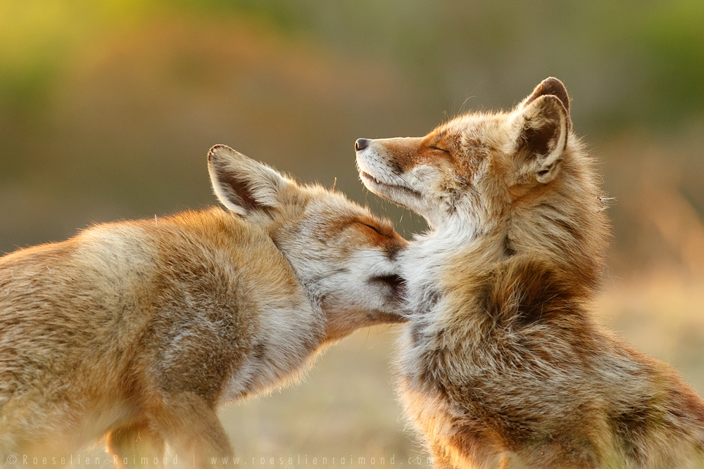 Foxy Love