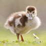 The Gosling, the Daisy and New Blog