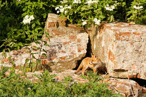 Fox on the Rocks