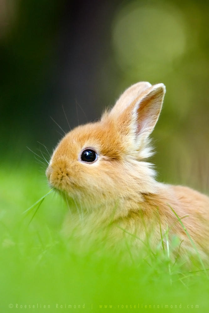 Baby Rabbit by thrumyeye on DeviantArt