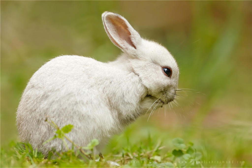 The Praying Rabbit by thrumyeye on DeviantArt