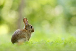 Bokeh Rabbit