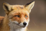 That Foxy Face by thrumyeye