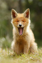 Yawning Fox Kit