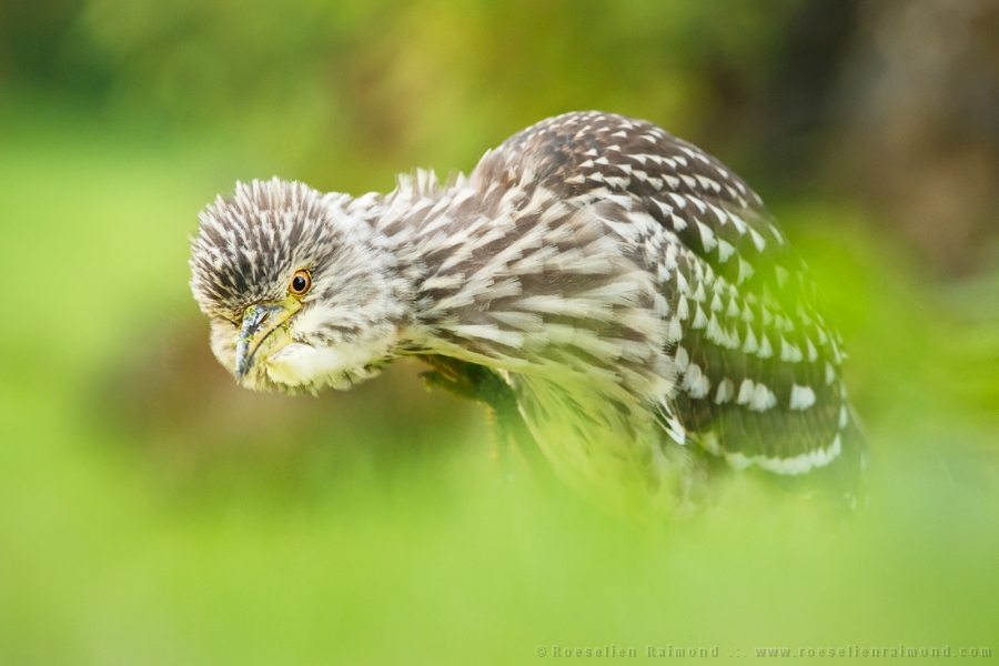 The Backpack Quack .:Black Crowned Night Heron :.