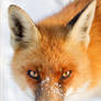 Foxy Lady