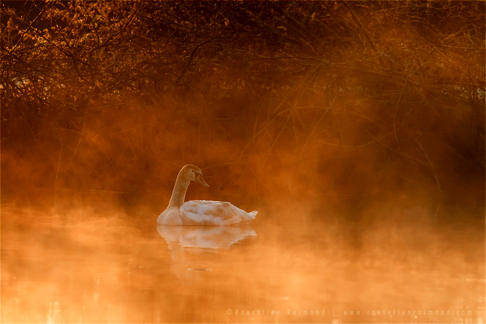 Swan in the Mist