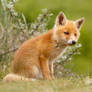 Cute Fox Cub