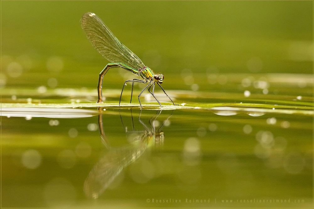 Demoiselle Reflections