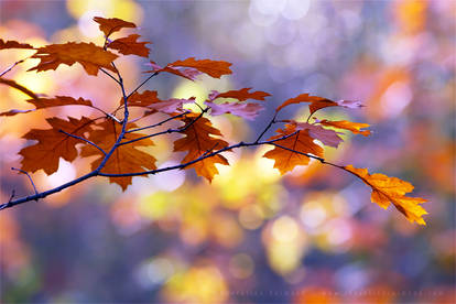 United Colours of Autumn