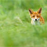 Red Fox in a Sea of Green