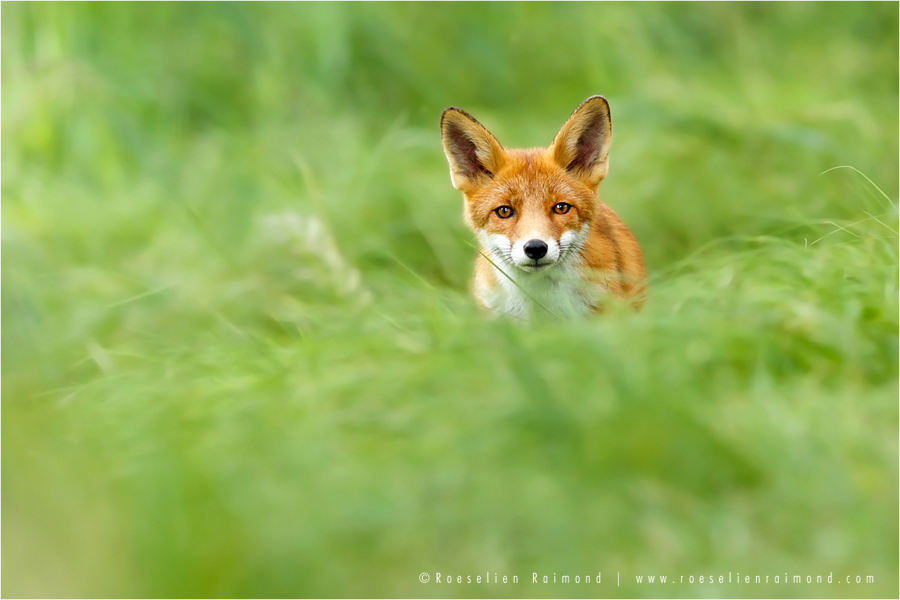 Red Fox in a Sea of Green