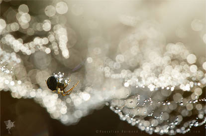 Mrs Spider and Her Wedding Dress